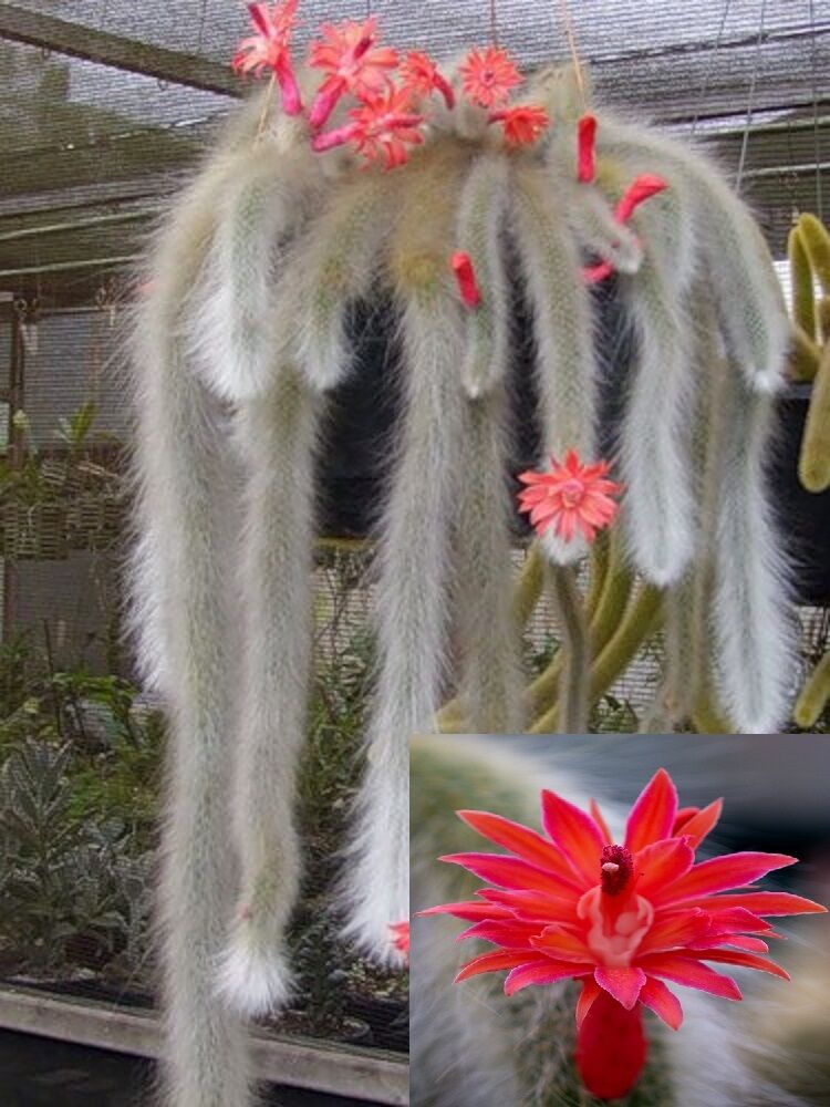 Hildewintera Colademononis * Stunning Monkey Tail Cactus * Red Flowers *10 Seeds
