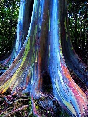 Rainbow Eucalyptus Deglupta 25 Seeds Multi-hued Bark Colorful Tropical Bonsai