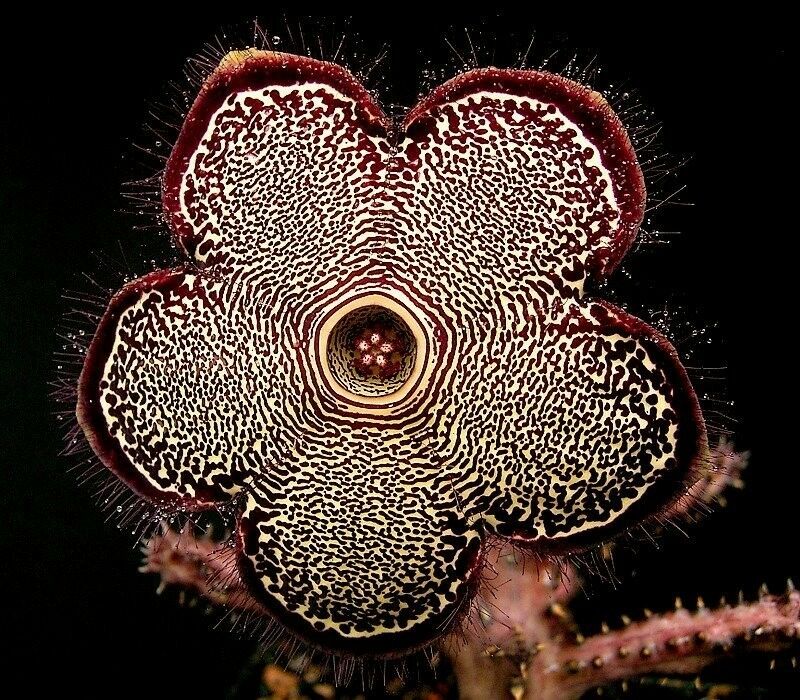 Edithcolea Grandis * Persian Carpet Flower * Succulent Extremely Rare 3 Seeds