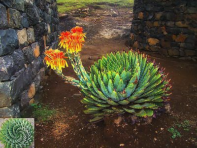 African Spiral Aloe ~ Aloe Polyphylla ~ Rare Succulent Seeds ~ Amazing Cacti