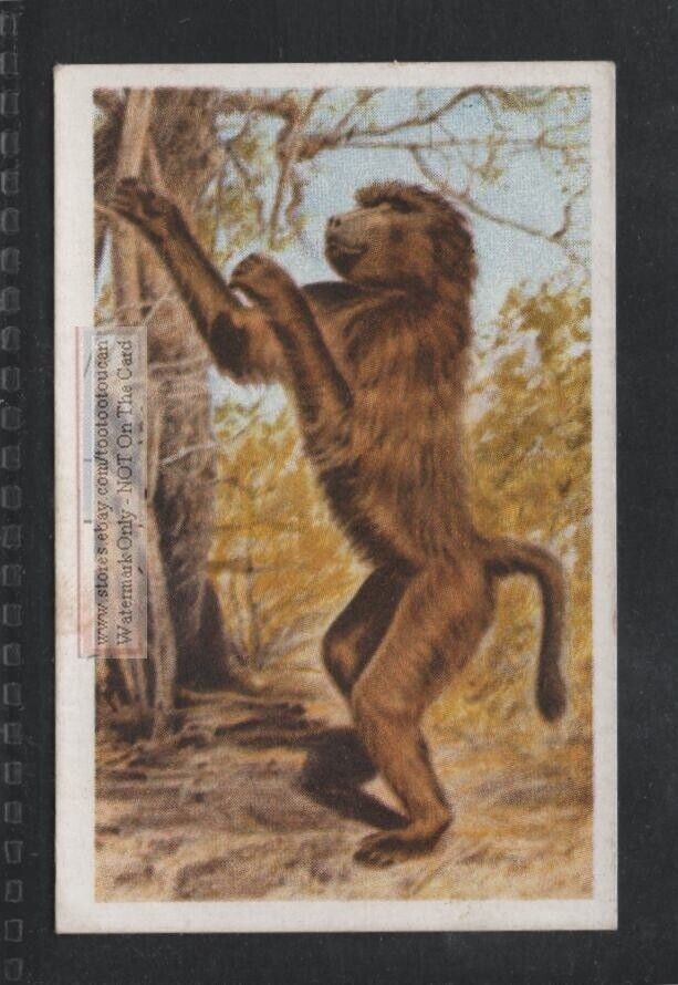 Baboon Primate Ape South Africa Wild  Animals 1940strade Ad Card